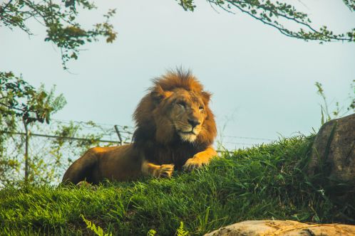 đỉnh nhà sư tử