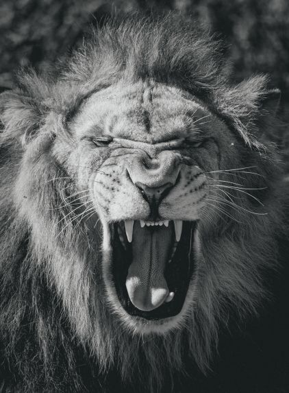 đỉnh nhà sư tử